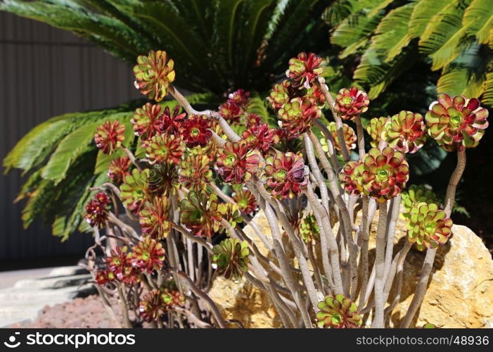 Beautiful green and red succulent plants and palm trees