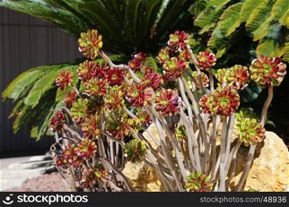 Beautiful green and red succulent plants and palm trees