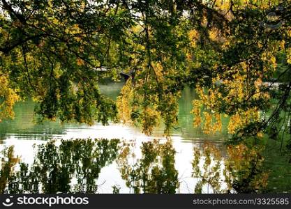 Beautiful green and yellow leaves hanging from tree branches over a lake; Autumn fall scenery with awesome colors.