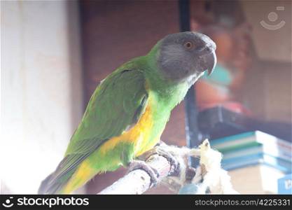 beautiful green and yellow senegal parrot closeup