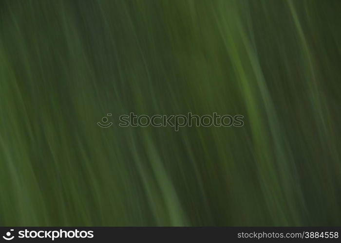 Beautiful green background of the summer natural grass