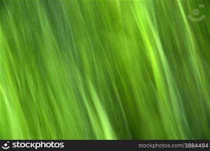 Beautiful green background of the summer natural grass. Beautiful green background