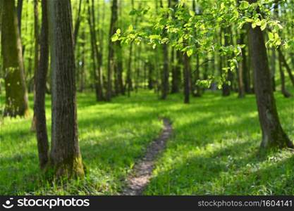 Beautiful green background with forest. Spring nature with trees. Colorful background.