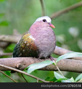 Beautiful green bird, a female Emerald Dove (Chalcophaps indica), sitting on a branch