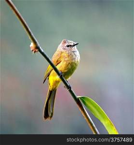 Beautiful green bird, Flavescent Bulbul (Pycnonotus flavescens), standing on a bamboo branch, face and breast profile