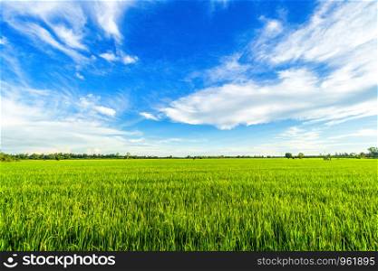 Beautiful green cornfield with fluffy clouds sky background.