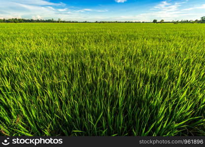 Beautiful green cornfield with fluffy clouds sky background.