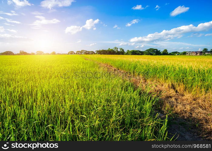 Beautiful green cornfield with fluffy clouds sky background.