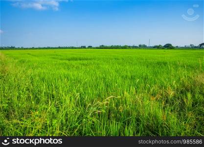 Beautiful green cornfield with fluffy clouds sky background.