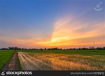 Beautiful green cornfield with sunset sky background.