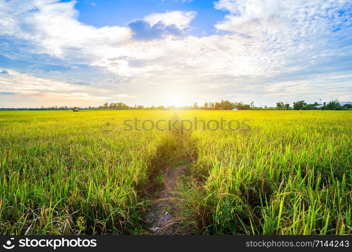 Beautiful green cornfield with sunset sky background.