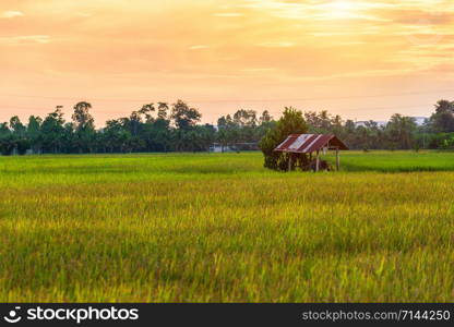 Beautiful green cornfield with sunset sky background.