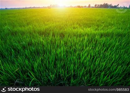 Beautiful green cornfield with sunset sky background.