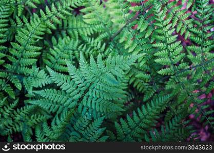Beautiful green fern leaves in the forest. Background with natural ferns.