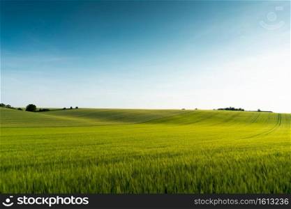 beautiful green field scenery