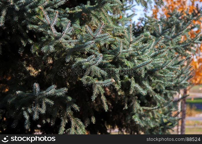 Beautiful green fir branch. background