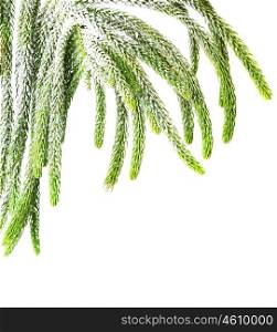 Beautiful green fir holiday border isolated on white background, Christmas tree branch
