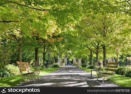 beautiful green foliage of trees borded an alley in a public park with two empty benches . benches in an alley in a beautiful park borded by green foliage of trees 