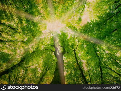 beautiful green forest