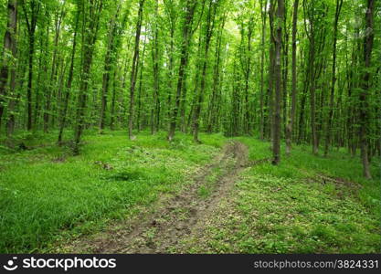 beautiful green forest