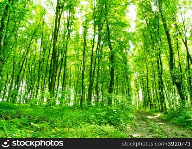 beautiful green forest