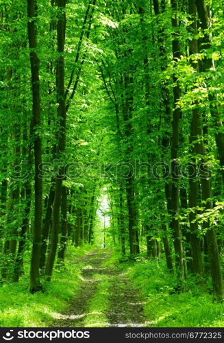 beautiful green forest