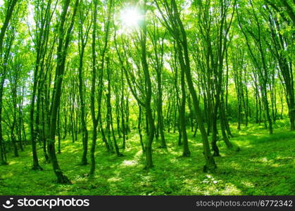 beautiful green forest