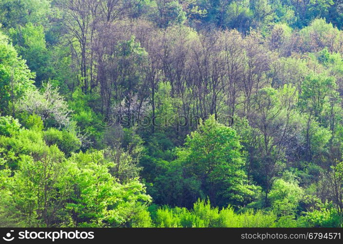 beautiful green forest