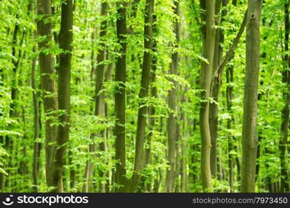 beautiful green forest