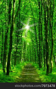 beautiful green forest