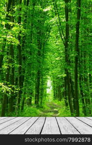 beautiful green forest