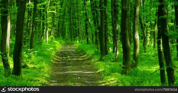 beautiful green forest