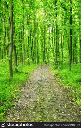 beautiful green forest