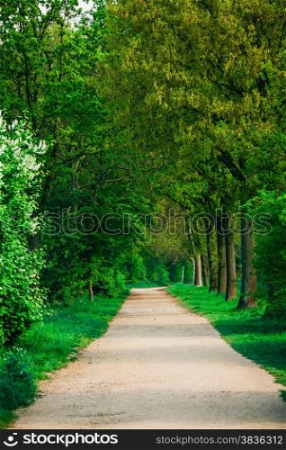 beautiful green forest. forest park road view