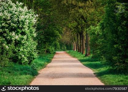 beautiful green forest. forest park road view