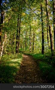 beautiful green forest. Forest trail landscape