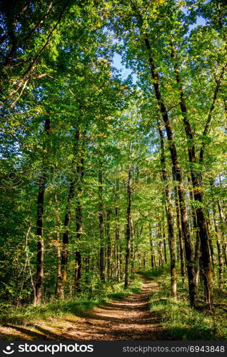 beautiful green forest. Forest trail landscape