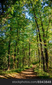 beautiful green forest. Forest trail landscape