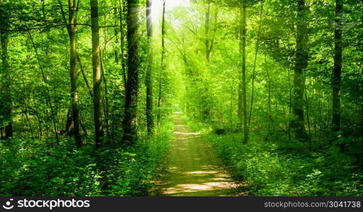 beautiful green forest. forest with sunshine