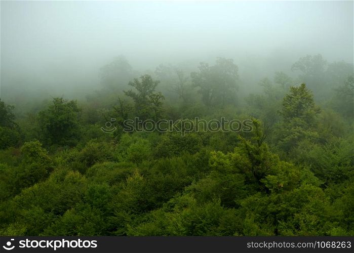 Beautiful green forest in fog. Fog covering a part of a forest after the rain.