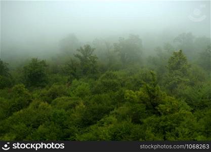 Beautiful green forest in fog. Fog covering a part of a forest after the rain.