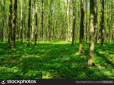 beautiful green forest in spring