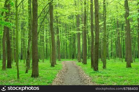 beautiful green forest in spring