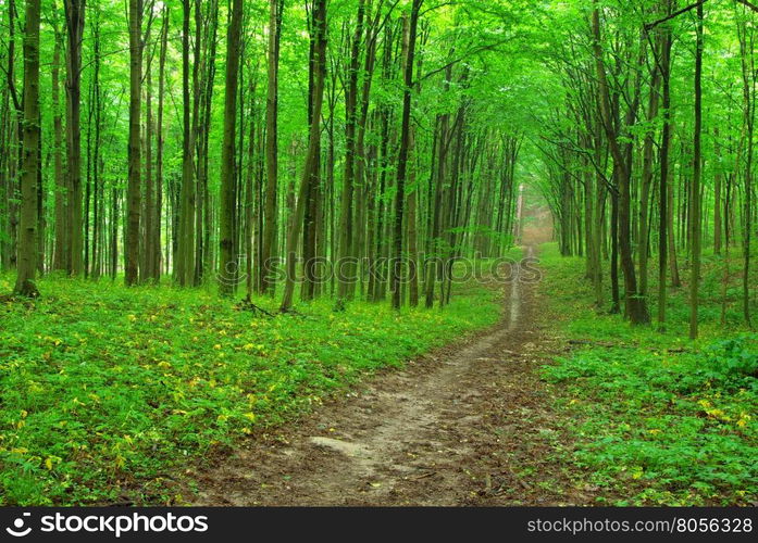 beautiful green forest in spring