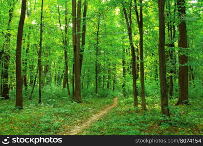 beautiful green forest in spring