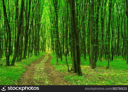 beautiful green forest in spring