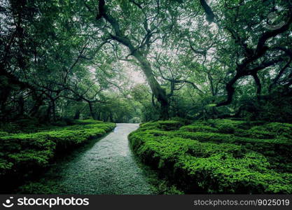 Beautiful green forest with paved road