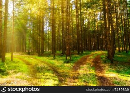 Beautiful green forest with sun rays coming through trees background. Beautiful green forest with sun rays coming through trees
