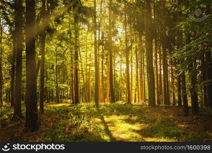 Beautiful green forest with sunbeams coming through trees background. Beautiful green forest with sunbeams coming through trees