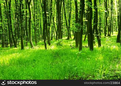 beautiful green forest&#xA;&#xA;